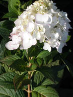 Blushing Bride Hydrangea